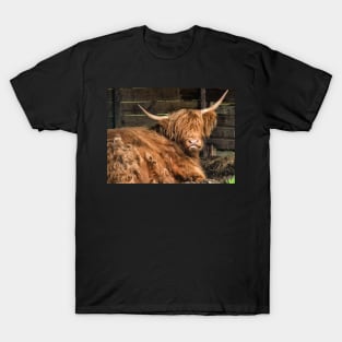 Honey the Hairy Coo T-Shirt